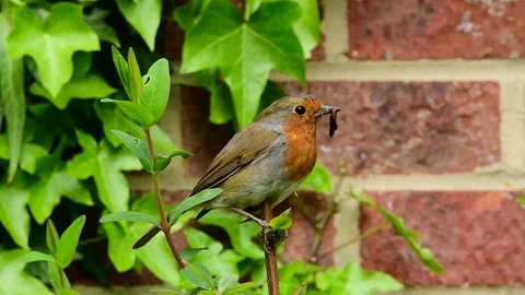 Robin collecting insects. Stock Footage 128953254