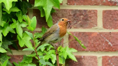 Robin collecting insects. Stock Footage 128953411