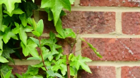 Robin collecting insects. Slow motion flight. Stock Footage 128953422