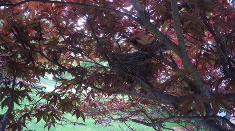 Robin coming back to nest with bug in mouth Stock Footage 50767504