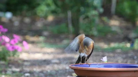 Robin with complicated drying off ritual Stock Footage 49891150
