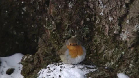 Robin crouches in front of a tree in the snow Stock Footage 303911754