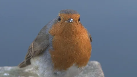 Robin - CU - MS - CU - MS 動画素材 86115527