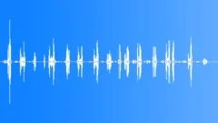 Robin CU Spring SongSound Effect