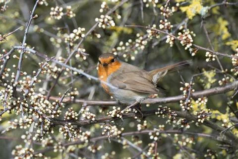 Robin curiously watching the camera Stock Photos
