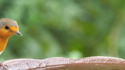 Robin drinking at bird bath Stock Footage 116606135