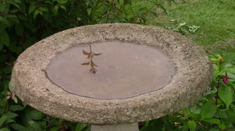 Robin drinking from a birdbath. Stock-Footage 66910696