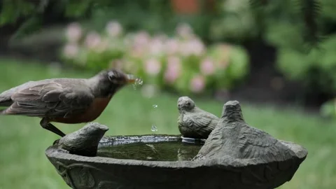 ROBIN, DRINKING WATER AT BIRDBATH, OVER-CRANKED FTG. Stock Footage 137264205