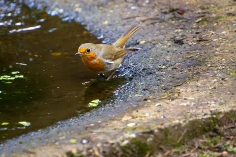 A robin drinking water from the pond Stock Photos