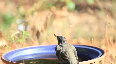 Robin drinks at bird bath Stock Footage 56660189
