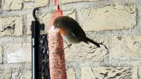Robin eat peanuts in the winter. Stock Footage 97323721