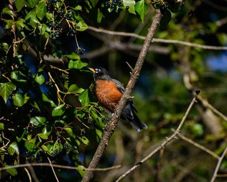 Robin Eating Berries 스톡 사진