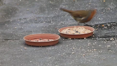 Robin eating bird seed off the floor Vídeo Stock 150497440