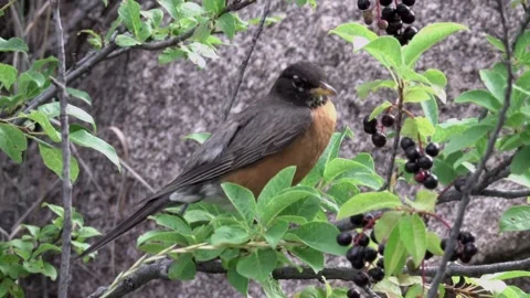 Robin Eating Chokecherries Stock Footage 140892046
