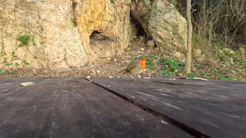 Robin eating crumbs Stock Footage 327092234