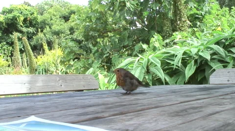 Robin eating crumbs from table Stock Footage 67884518