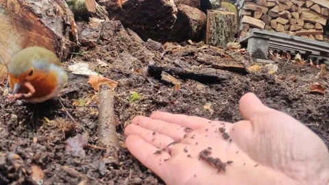 Robin eating earth worm out of a hand Stock Footage 169188074