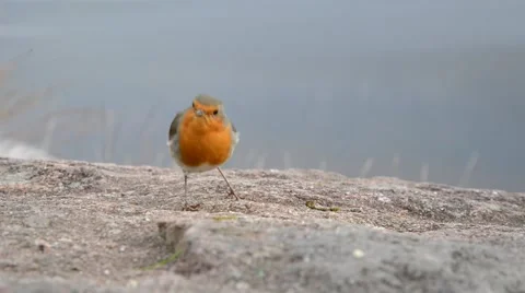 Robin eating food Stock Footage 44302354