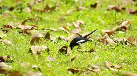 Robin is eating food Stock Footage 48360468