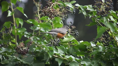 Robin eating Stock Footage 1057985