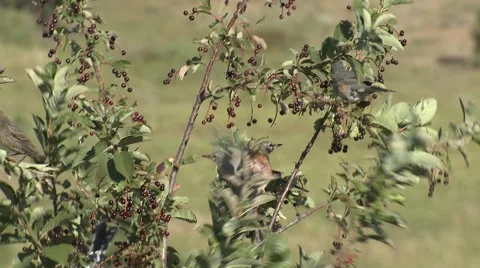 Robin Eating Several Chokecherry Black Hills Berries Fruit Fall Stock Footage 43129983
