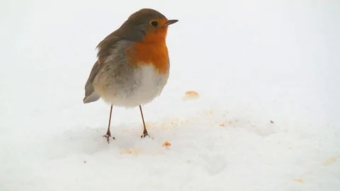 Robin eating on the snow Stock Footage