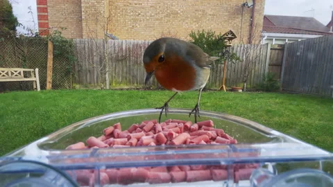 Robin eating suet pellets from window feeder Vidéo 149942638