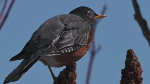 Robin Eating Sumac Berries Video stock 269857573