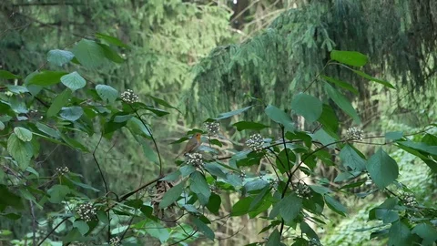 Robin is eating white berries. Video stock 115237280