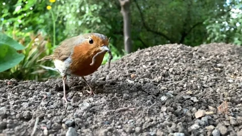 Robin Eating Worms Stock Footage 168259016
