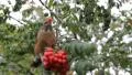 Robin eats berries. HD Footage