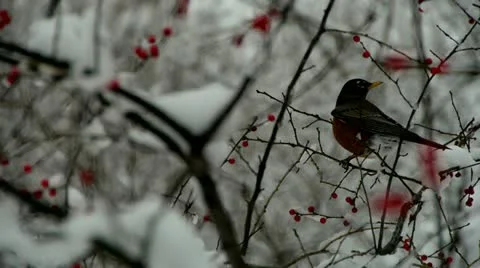 Robin Eats Berry Stock-Footage 20445583
