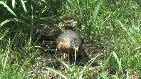 Robin eats worm Video stock 762360