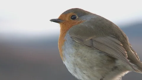 Robin - ECU - No Audio 動画素材 86114043