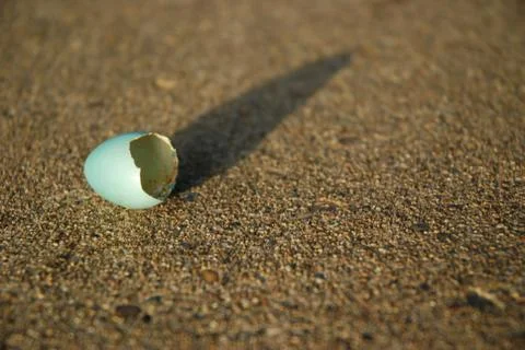 Robin Egg Close Up Stock Photos