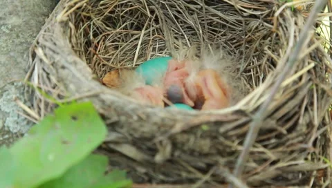 Robin eggs and chicks in nest Stock Footage 5299170