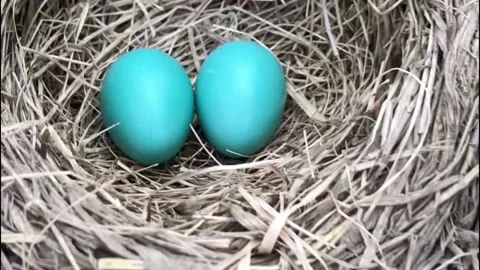 Robin Eggs Stock Footage 171134253
