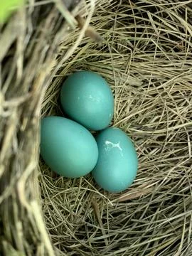 Robin Eggs inside a nest Stock Photos