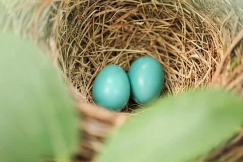 Robin eggs in nest Stock Photos