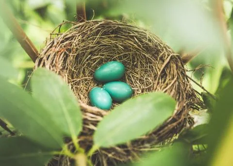 Robin eggs in nest Stock Photos