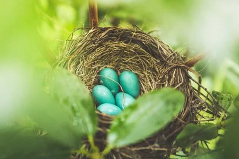 Robin eggs in nest Stock Photos