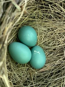 Robin Eggs Stock Photos