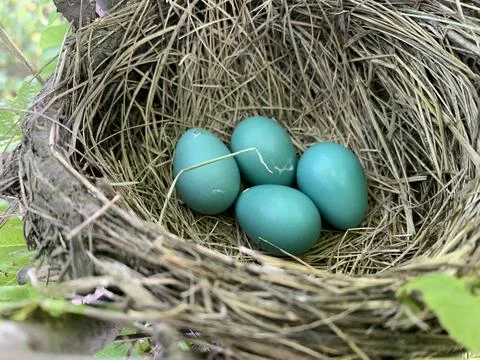 Robin Eggs in the Spring Stock Photos