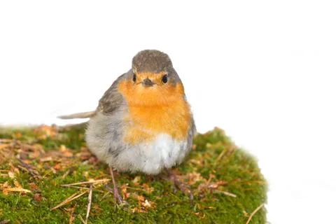 Robin (Erithacus rubecola) Stock-Fotos