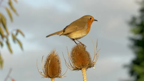 Robin Erithacus rubecula 1  50p on teasel Stock Footage 171588364