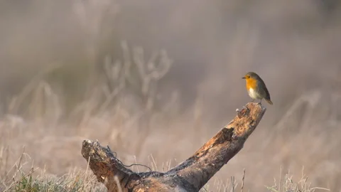 Robin (Erithacus rubecula) 25p perched on stump Video stock 297854950
