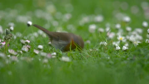 Robin Erithacus rubecula 4 4k 25p on lawn Video stock 171625085