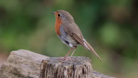 Robin (Erithacus rubecula), adult, perched on a tree trunk, Stock Footage 340360704