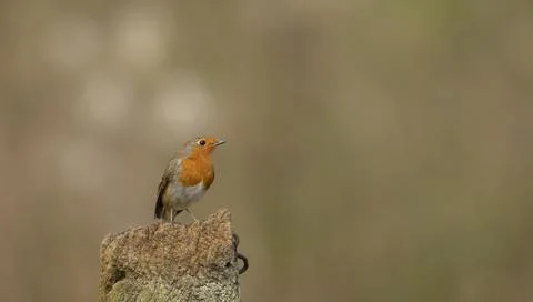 Robin (Erithacus rubecula) bird perched on a rustic fence isolated from brigh Foto stock