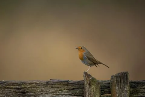 Robin (Erithacus rubecula) bird perched on a rustic fence isolated from brigh Stock Photos